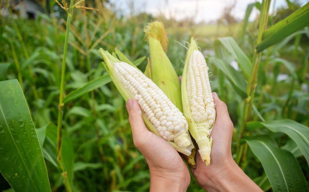 México impone arancel de 50% a la importación de maíz blanco