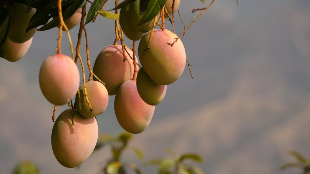 Baja California Sur se consolidó como uno de los mayores exportadores de mango