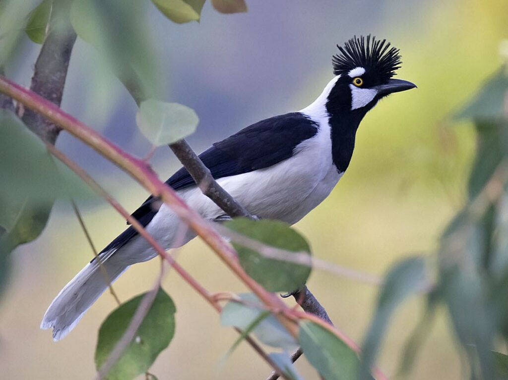 Reserva de la Chara Pinta: un santuario para aves en Sinaloa