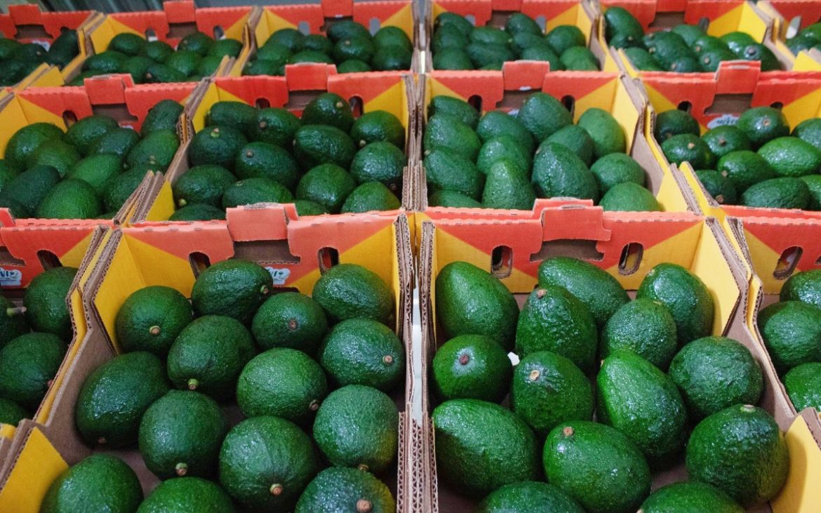 Aguacates Criollos mejores que el Hass, nuevo «oro verde» mexicano